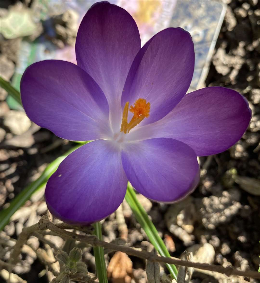 A crocus in Lesley Marshall's garden in The Barons, Thorley Park (44765554)