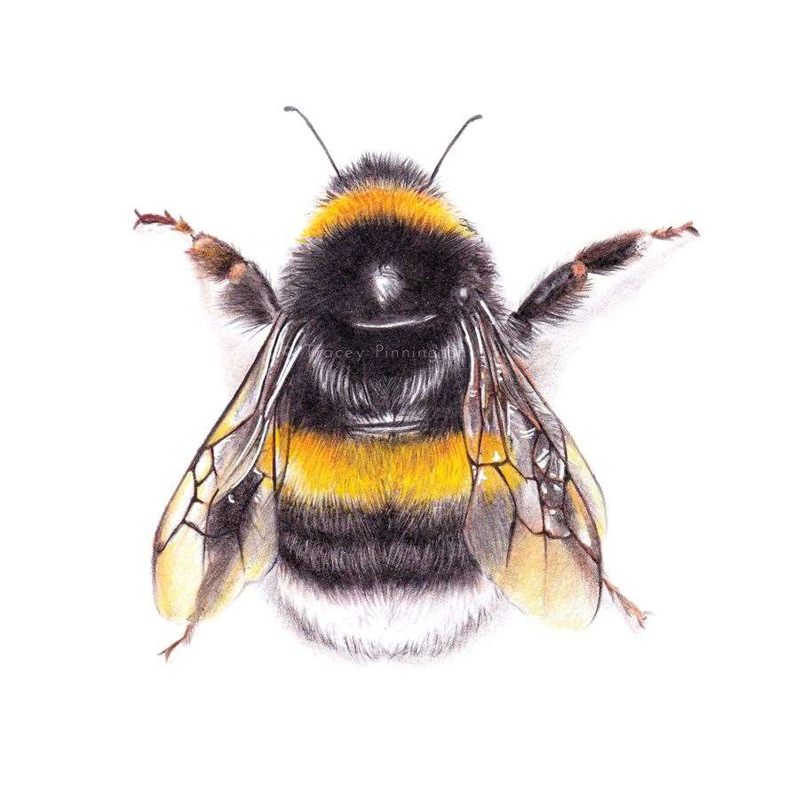 Bee. Tracey Pinnington FOR WEB (33556978)