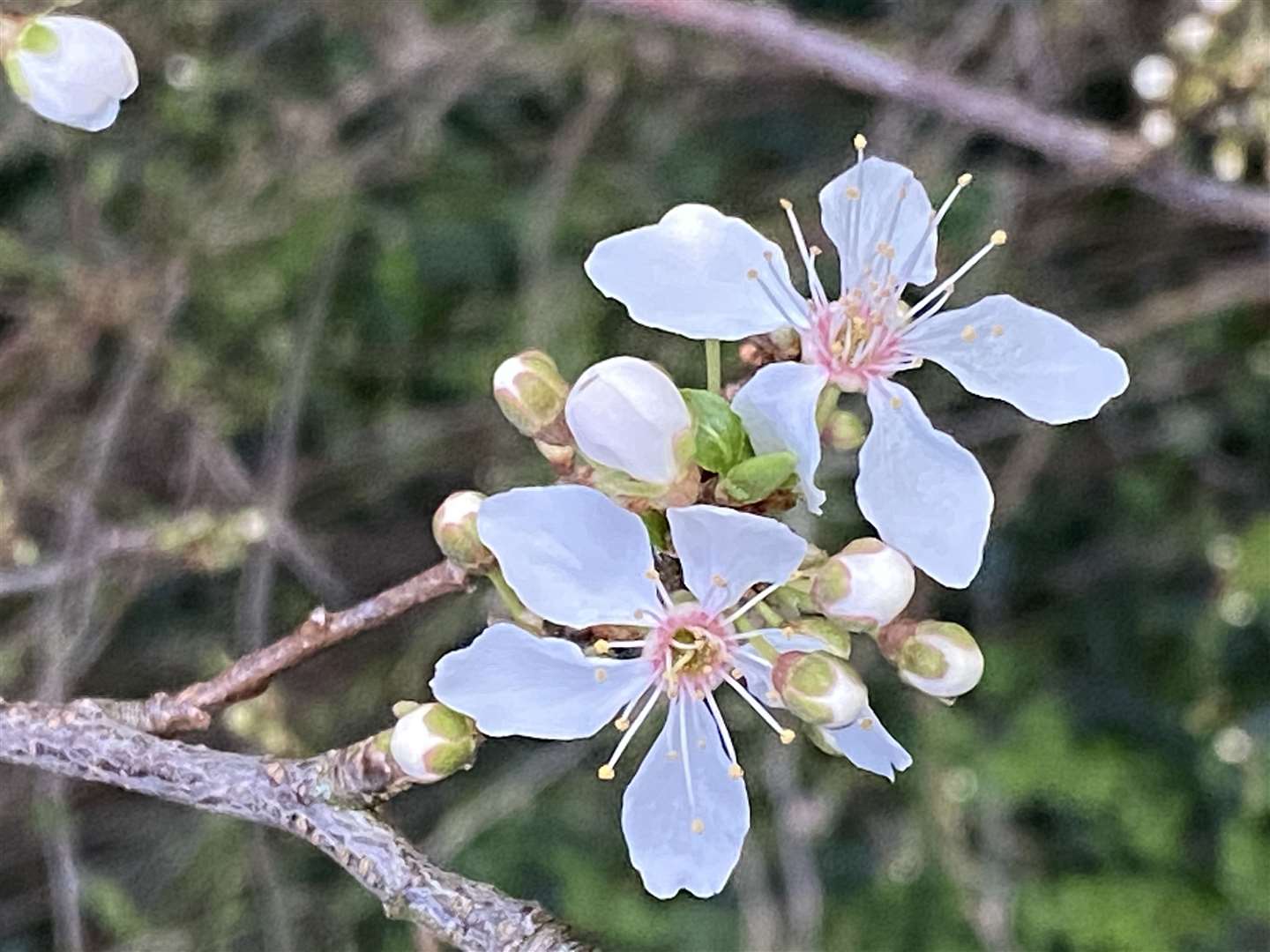 Hawthorn blossom near the Harvest Moon pub in Thorley Park. Picture: Lesley Marshall (44765548)