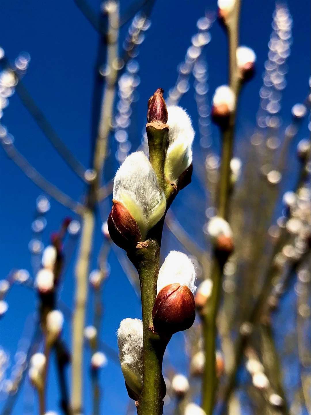 Pussy willow buds opening up at Bentfield Green pond in Stansted. Picture: Katrina Hardy (44765544)