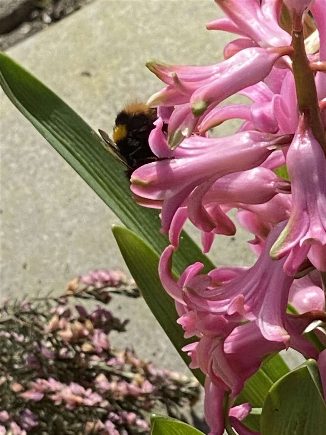 A bee hunting for nectar on a hyacinth in St Michael’s churchyard in Bishop's Stortford. Picture: Lesley Marshall (44765550)