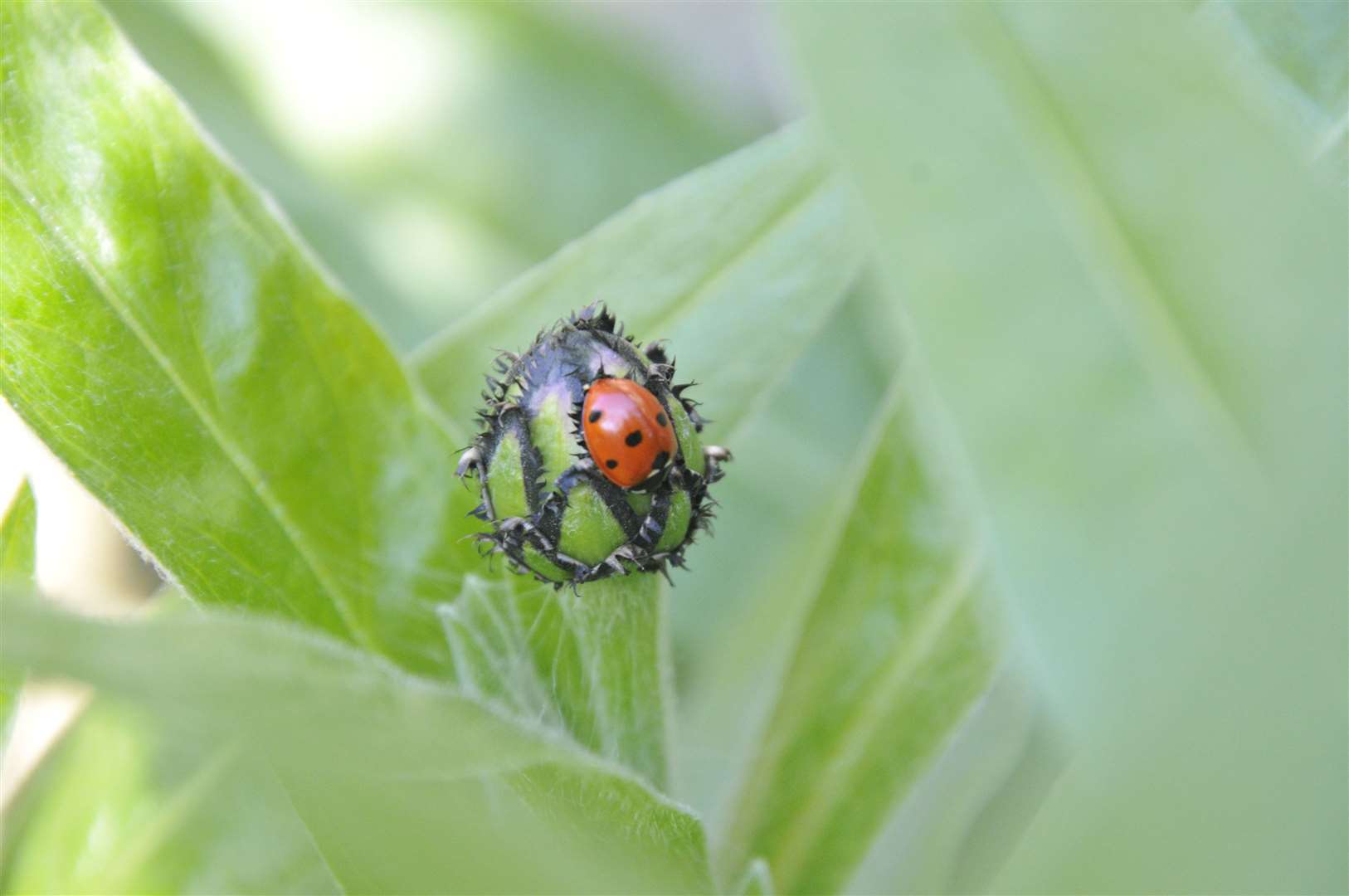 Seven-spot ladybird on cornflower bud (32231652)