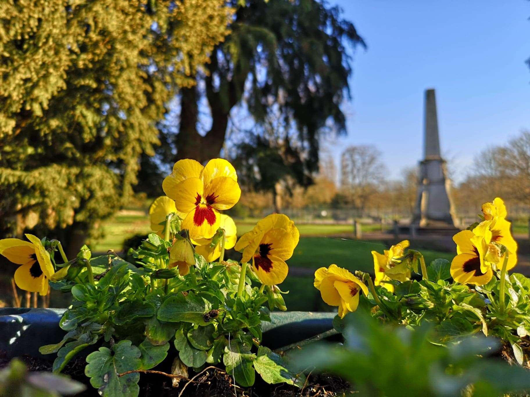 Violas in Castle Gardens in the heart of Bishop's Stortford. Picture: Jandira Gasque (44765556)