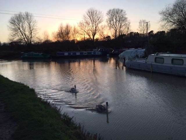 Swans at Southmill Lock on the River Stort at dusk on Christmas Eve by Mariko Ward, of Bishop’s Stortford